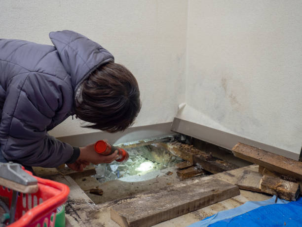 Best Emergency Mold Remediation  in Heyworth, IL