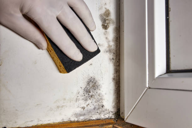 Best Dehumidification Services  in Heyworth, IL